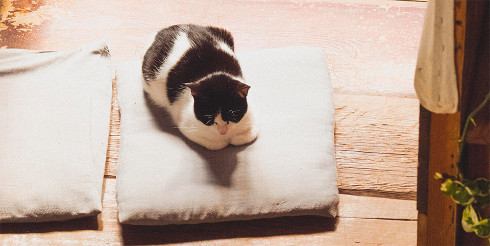 A cat sleeping on the floor cushion