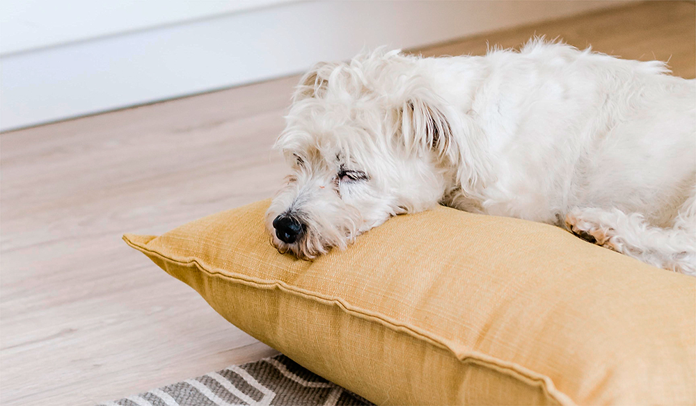 A dag sleeping on the floor cushion