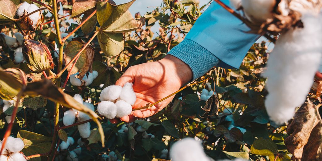 A worker is picking cotton