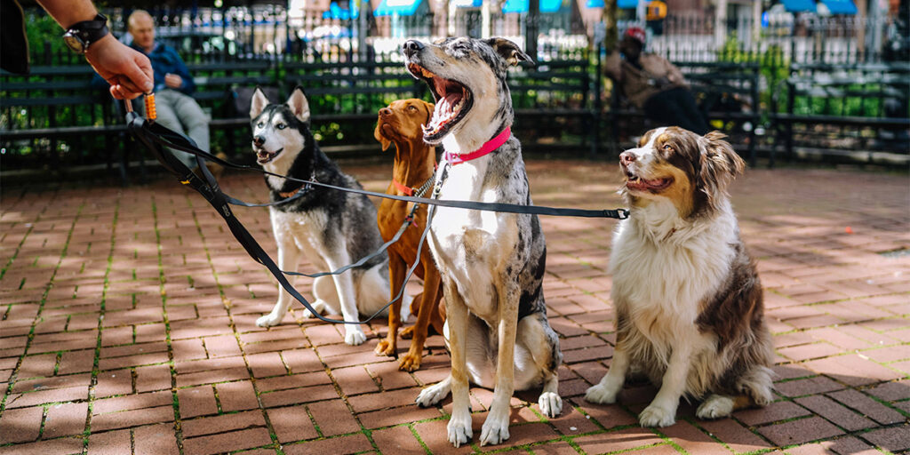 A man leads 4 pet dogs