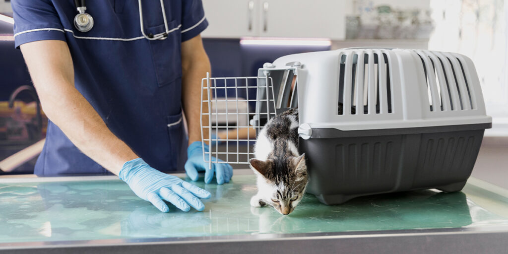 A veterinarian is preparing to examine a pet dog