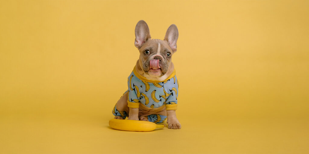 A french bulldog wearing a banana print