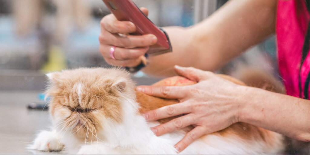 A woman is grooming a pet cat