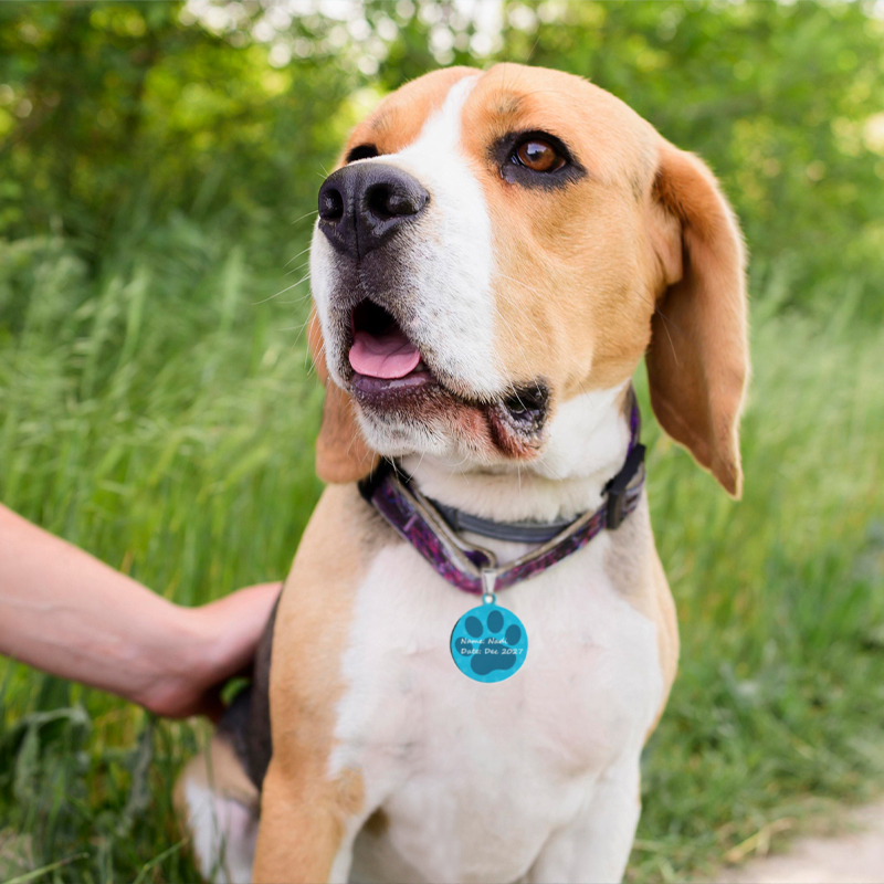 A dog wears a pet ID tag with name information