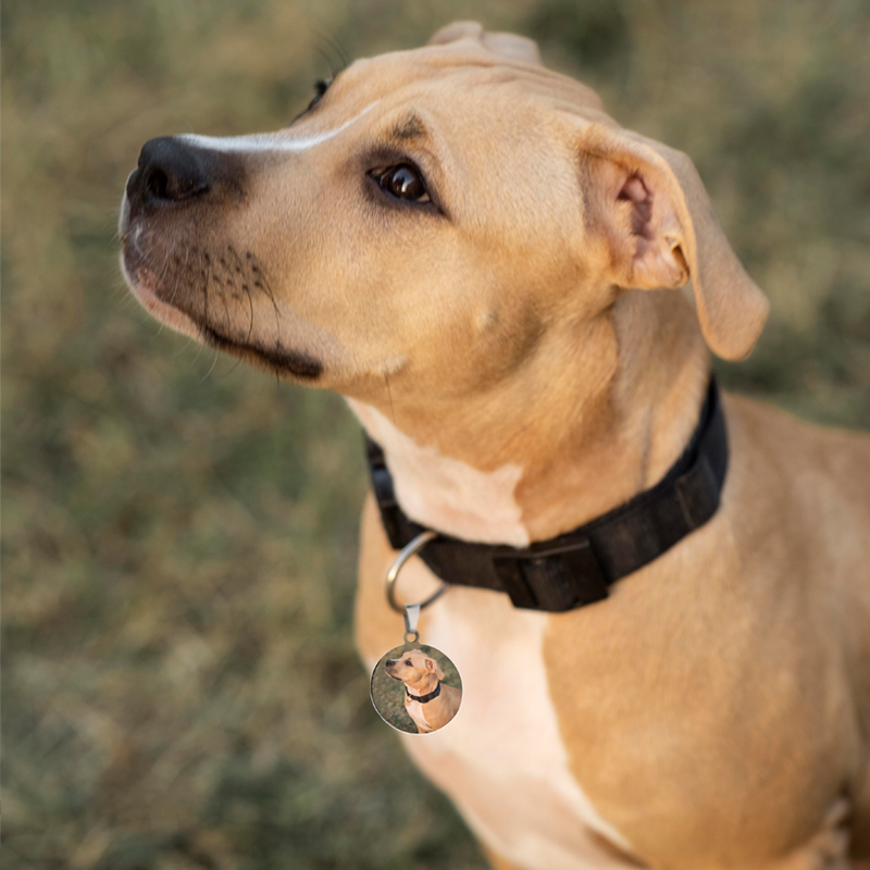 A dog with a pet tag with a picture