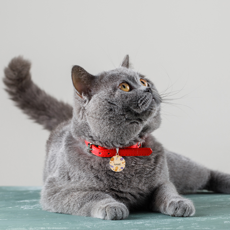 A cat wearing a pet tag