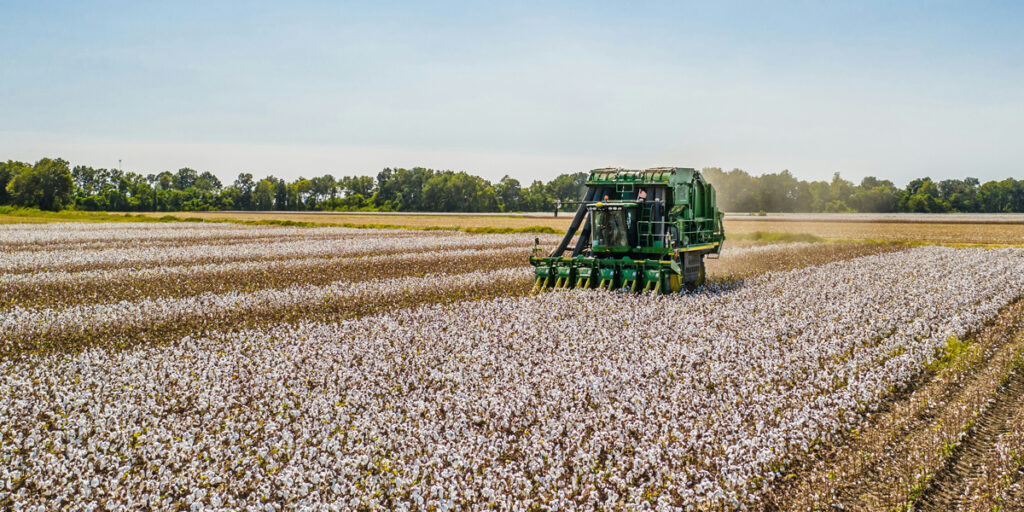 A cotton machine is harvesting cotton